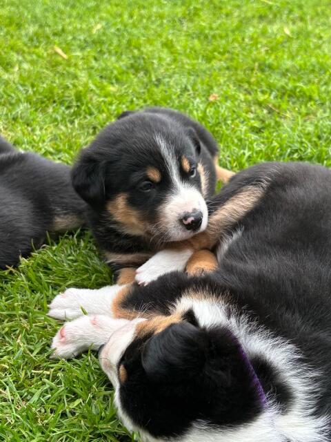 Border Collie, Appenzeller Welpen zu vergeben