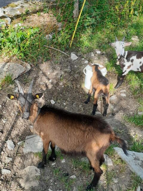 Ziegen mit Kitz