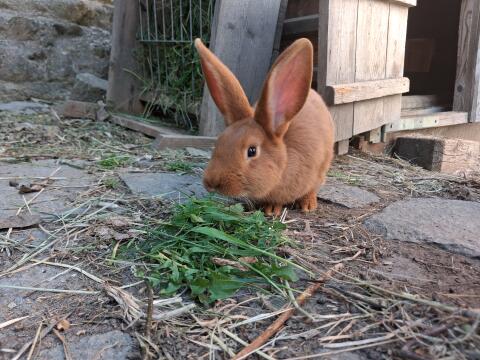 Kaninchen männlich
