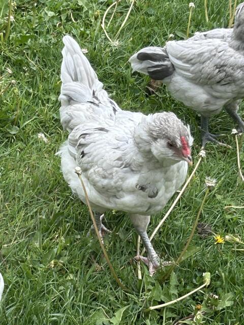 Ameraucana-Hahn