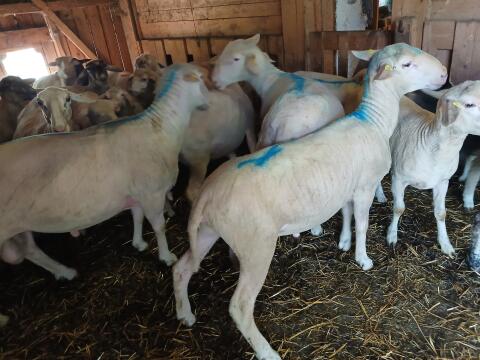 Merino Widder (Bio)