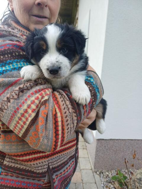 Border Collie Australian Shepherd Welpen
