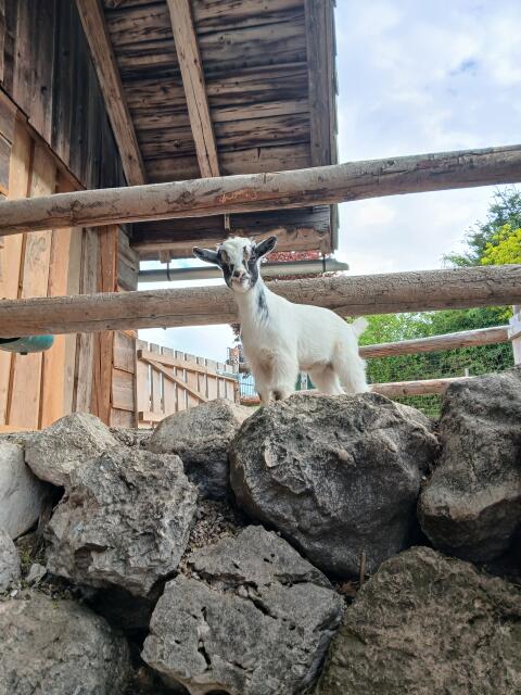 Mini-Zwergziegen-Bock