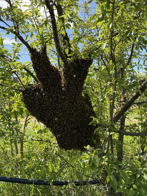 Bienenschwärme