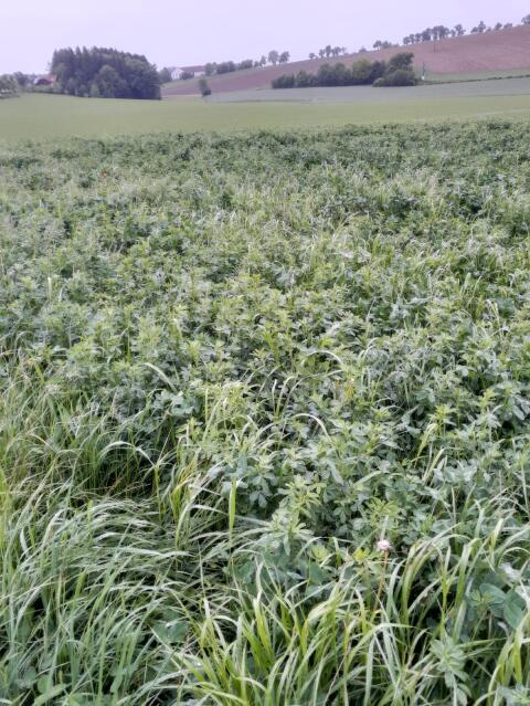 Frische Bio-Silageballen zum Selberwickeln