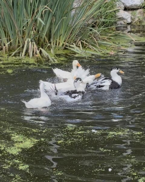Landenten-Erpel auf Wunsch mit 1-3 Enten