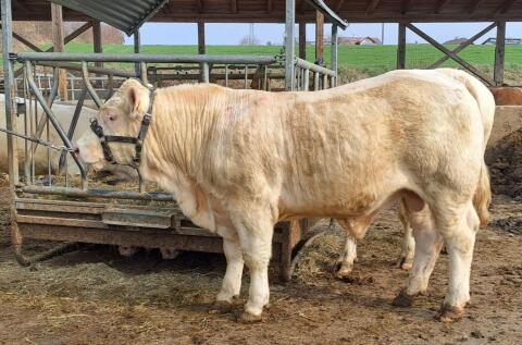 Charolais-Zuchtstier zu verkaufen