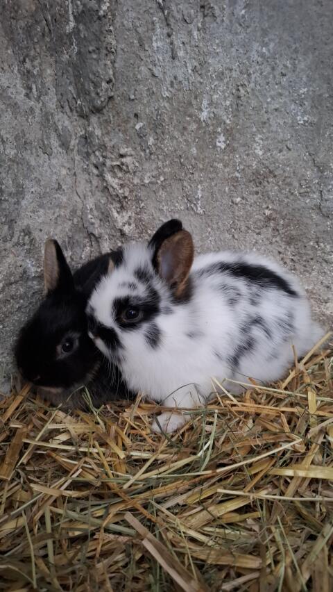 Kaninchen