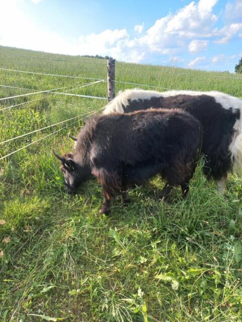 Yak-Kalbinnen