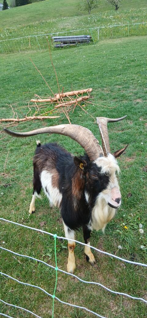 Tauernschecken-Bock