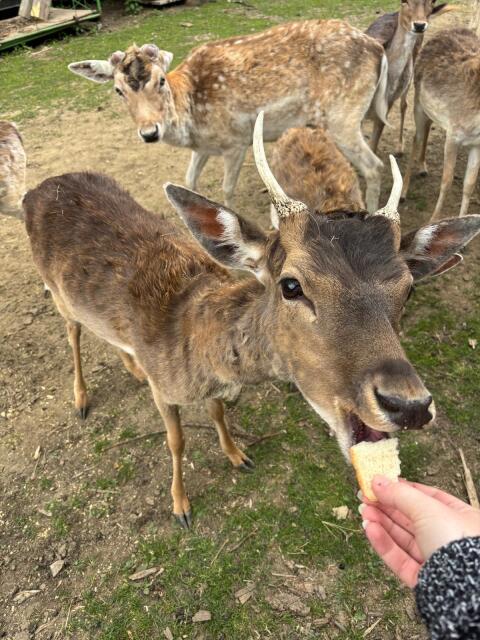Damwild Spießer