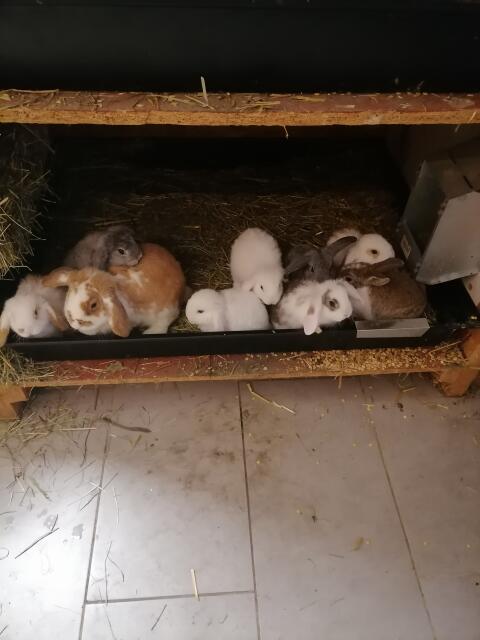 Zwergkaninchen Minilop Zwergwidder