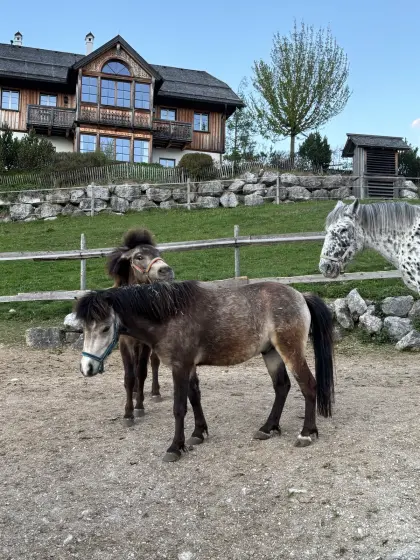 Brave Ponys & Kleinpferde