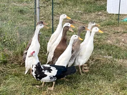 Laufenten abzugeben