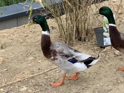 Enten zum Verkauf