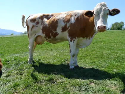 Bio-Fleckvieh-Milchkuh, hochträchtig