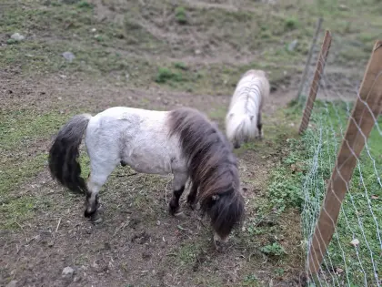 Deckhengst, gekörter Minishettyhengst