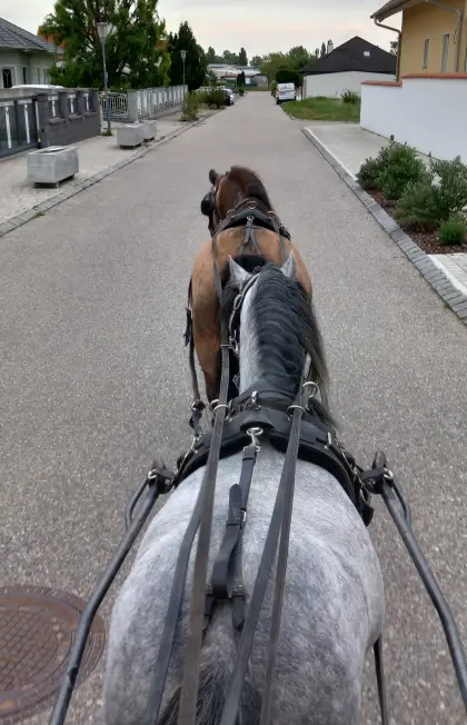 Pony, A-Welsh Wallach