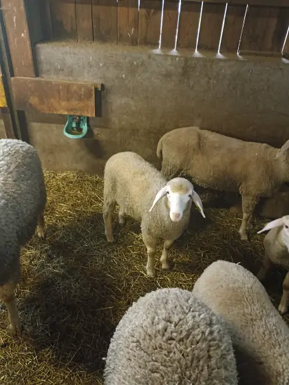 Verkaufe Merino-Lämmer