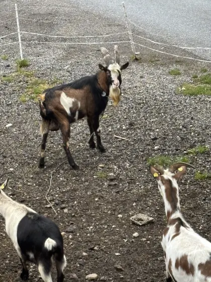 Bock