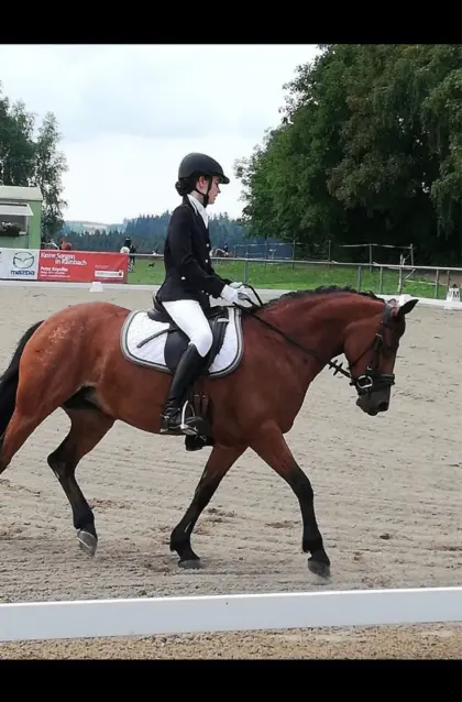 Mona Lisa, liebevolle Welsh Partbred Stute mit Herz