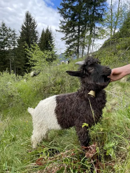 Walliser Schwarzhalsziegenbockkitz
