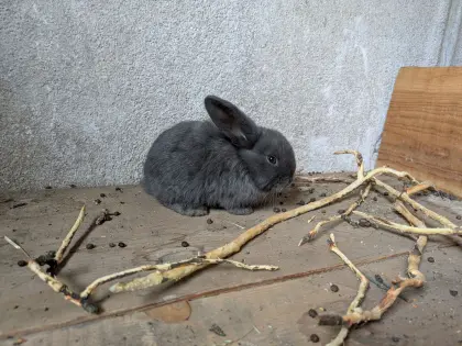 Hasen