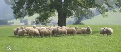 Mastlämmer und Altschafe