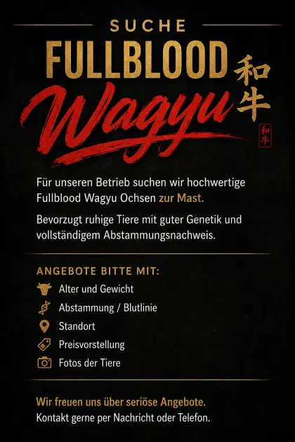 Suche Fullblood Wagyu Ochsen