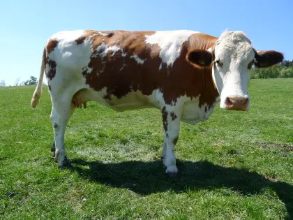 Bio-Fleckvieh-Milchkuh, hochträchtig