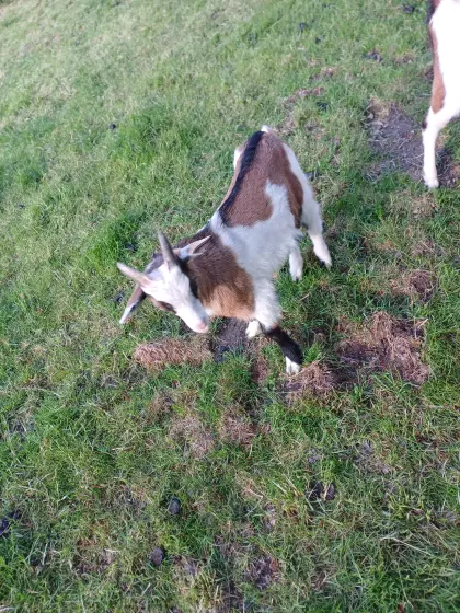 Reinrassiges Steirerschecken-Bockkitz abzugeben