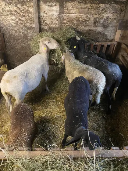 Verkaufe Schaf mit Lämmern