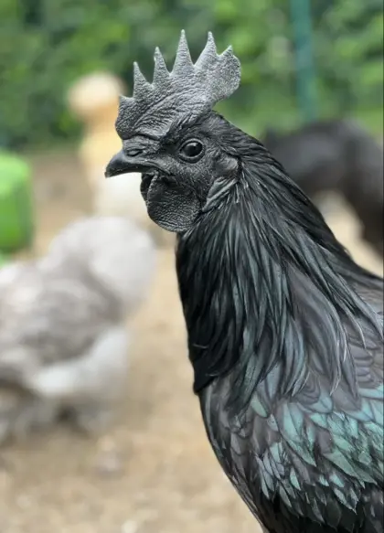 Zuchtstämme: Cemani 1:2, Zwerg-Lavender 1:2