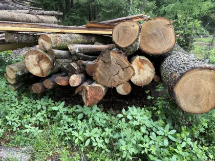 Brennholz, Rundholz