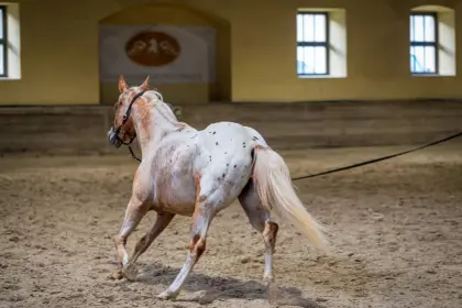 Appaloosa-Stute