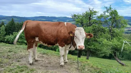 Trächtige Kalbin