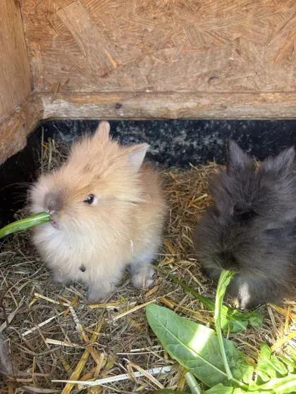 Zwergkaninchen