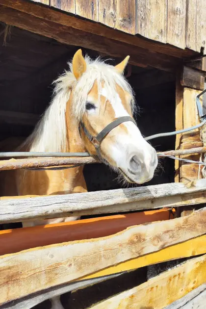 Haflinger Hengst