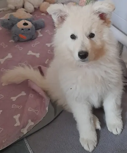 Nur noch ein kleiner Kuschelbär auf der Suche