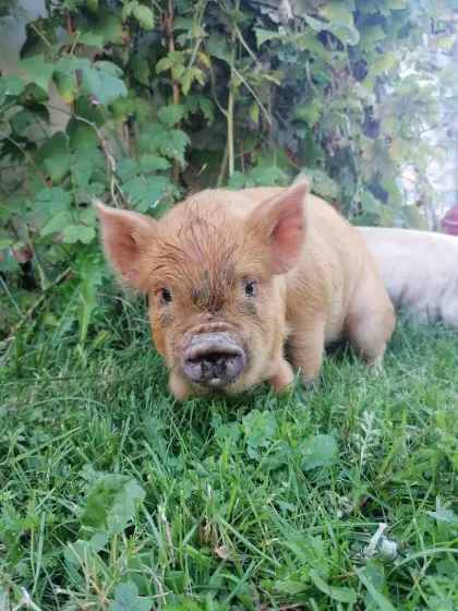 Bio Kune Kune Schweinchen