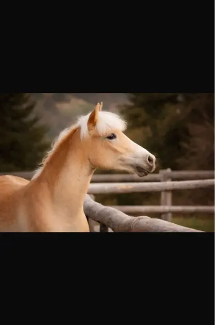 Haflinger