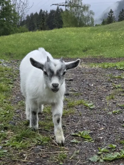 Zwergziegenbock zu verkaufen.
