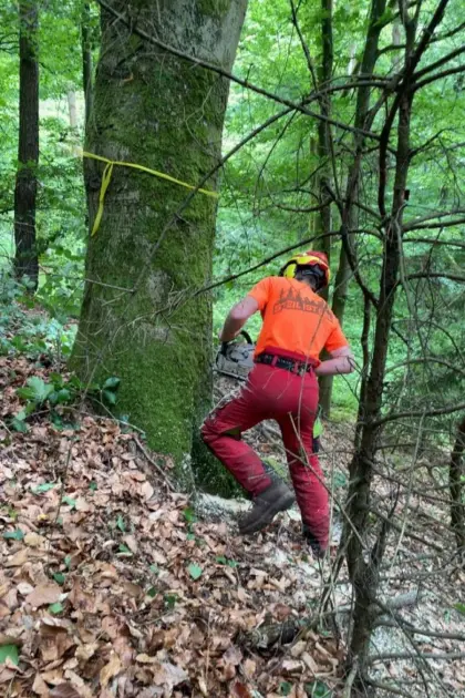 Suche Wochenendjob in der Forstwirtschaft