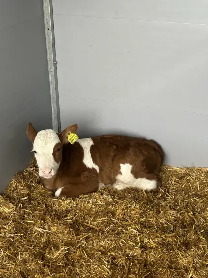 Fleckviehkalb