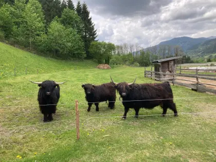 Hochlandrinder zu verkaufen
