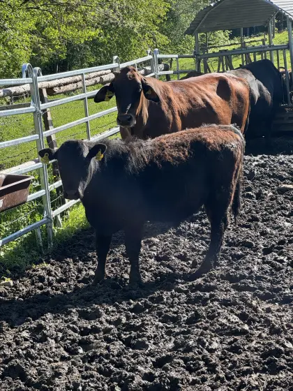 Wagyu Crossbreed Deckbullen
