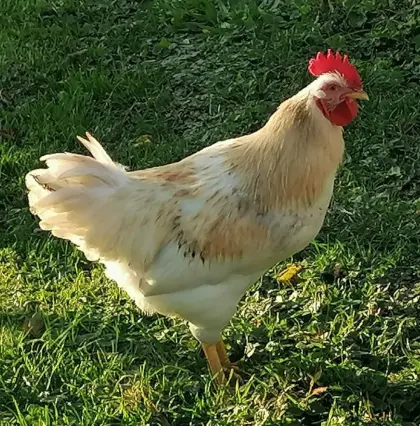 Hahn