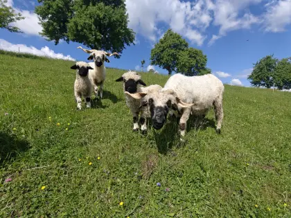 Walliser Schwarznasen Schwarznasenschafe