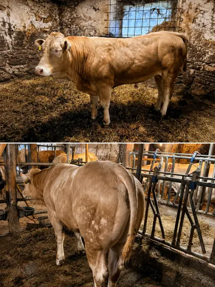 Blonde d’Aquitaine Zuchtstier