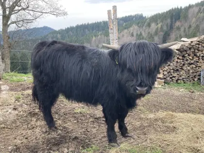Verk. Hochlandrindkalbin, BIO